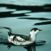 Marbled Murrelet